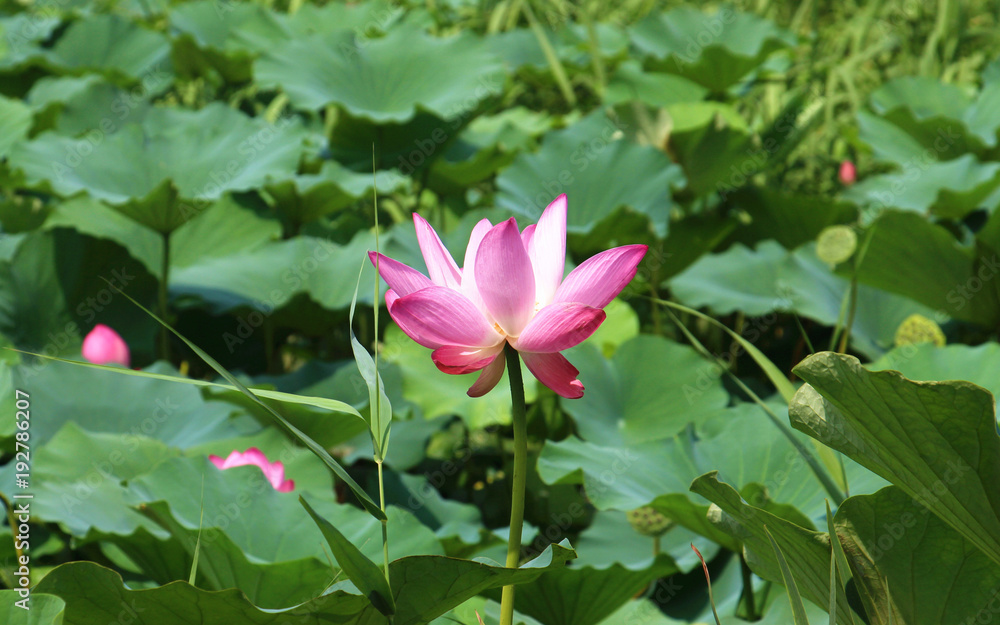 Lotus