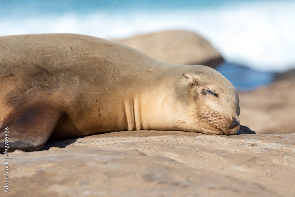 Fototapeta premium Smiling baby Sea Lion at La Jolla, California