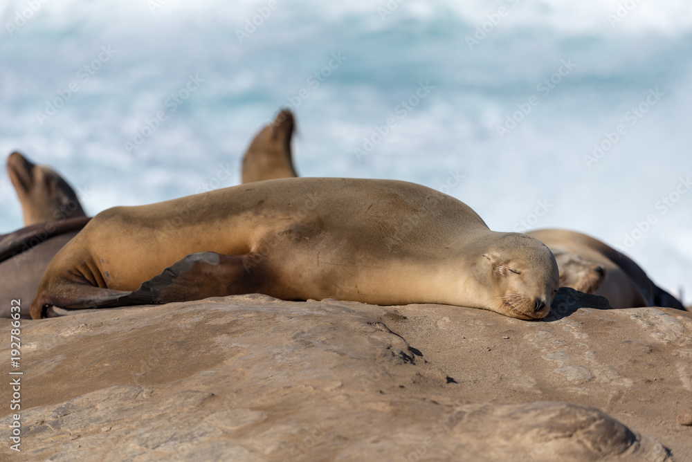 Fototapeta premium Sea Lion at La Jolla, California