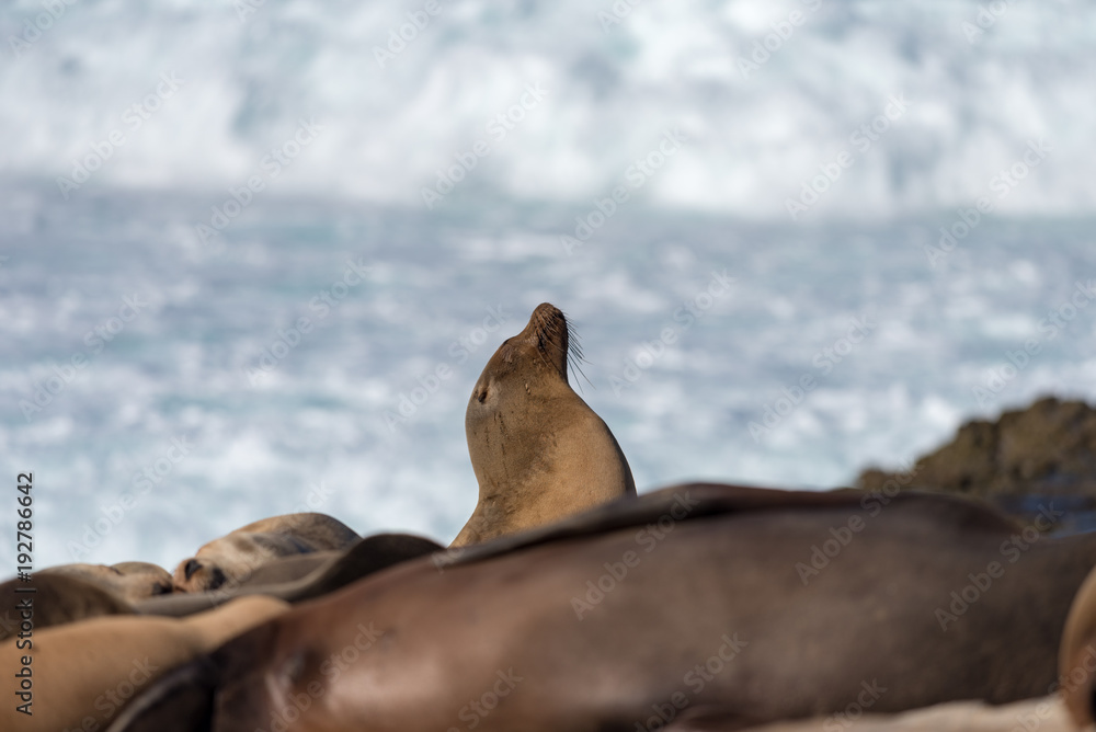 Fototapeta premium Sea Lion at La Jolla, California