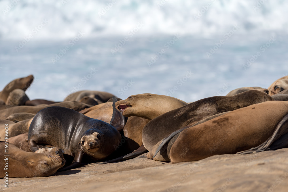 Fototapeta premium Fighting at Group of Sea Lions at La Jolla, California