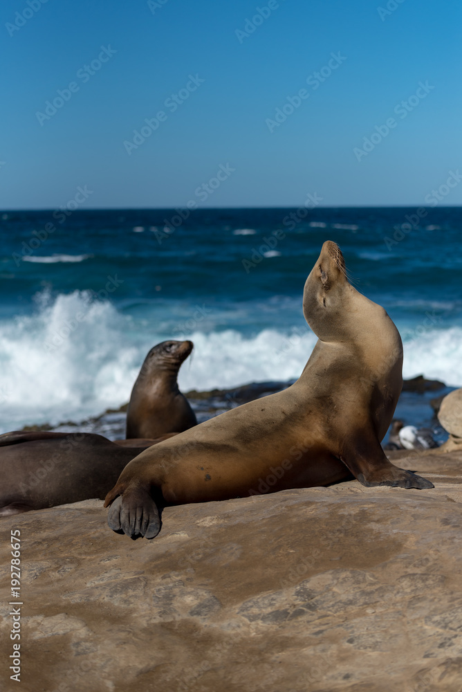 Fototapeta premium Vertical image of Sea Lion at La Jolla Cove, California