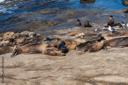 Group of Sea Lions on the rock at La Jolla, California