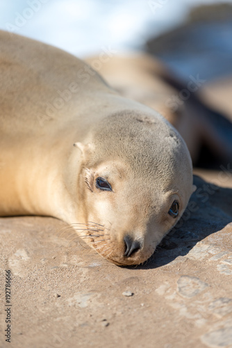 Baby Sea Lion looking at you