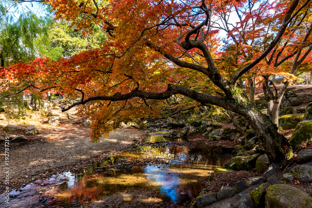 Beautiful landscape with the orange maple in autumn season