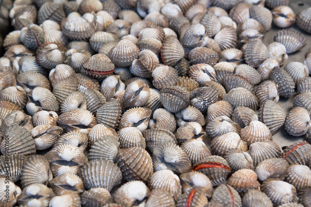 Fresh cockle or blood clam background. raw material for Thai food
