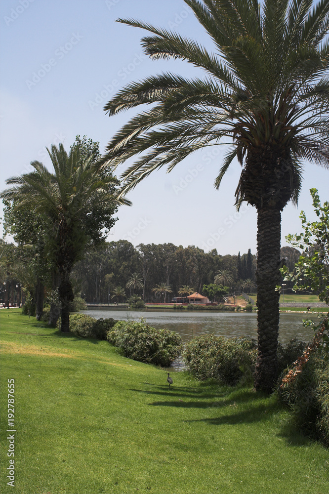 Obraz premium beautifull summer park