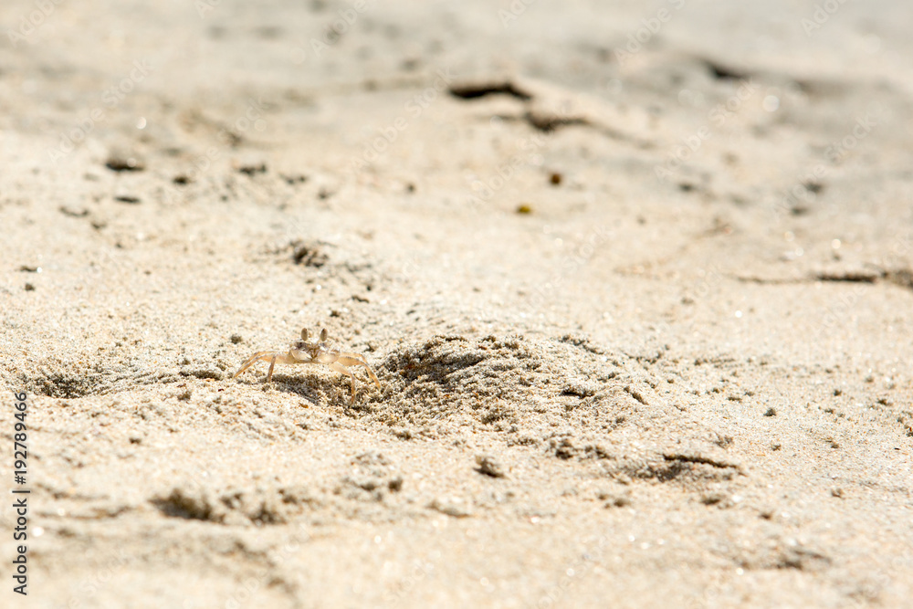 Small crabs on the beach Small crabs on the beach
