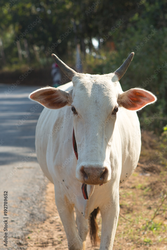 cow close up