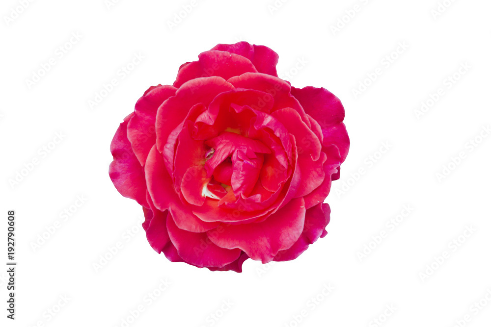red rose red rose