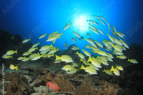 Fototapeta Naklejka Na Ścianę i Meble -  Coral reef and fish in ocean
