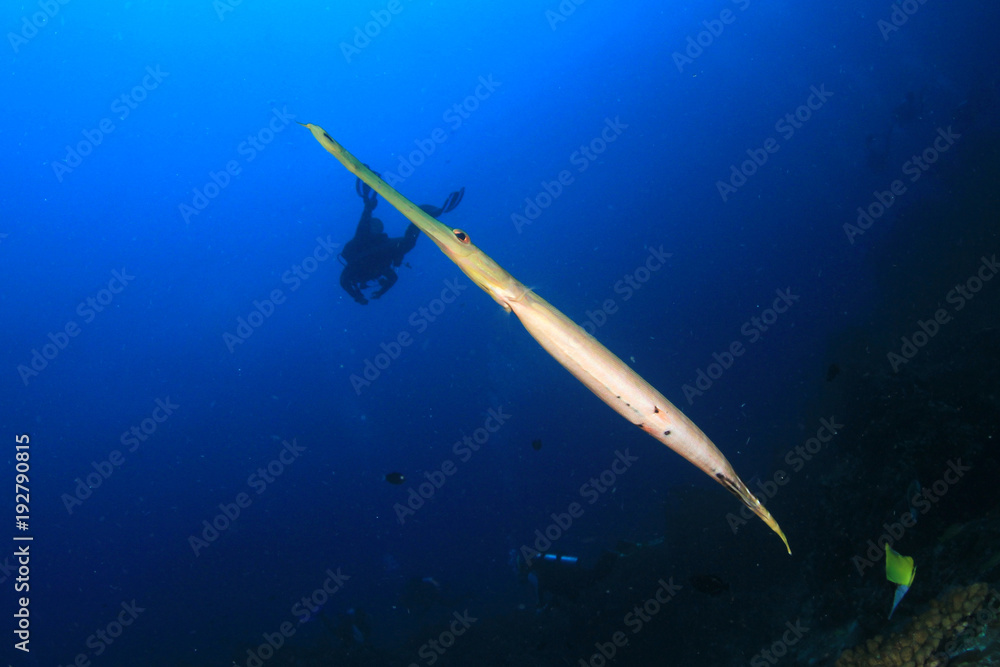 Scuba diving on coral reef with fish Scuba diving on coral reef with fish