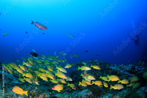Fish on coral reef underwater © Richard Carey