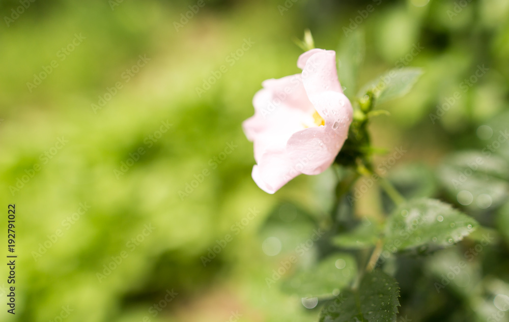 Obraz premium White flower in a park