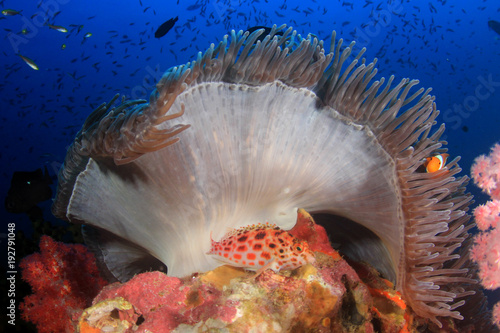 Clownfish Anemonefish fish on coral reef