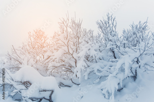 Canvas Print Heavy snow gathered on tree branches after a snowstorm.