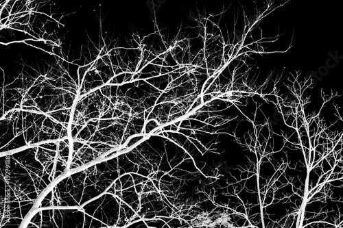 Fotografering Naked tree branches on a black background