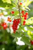 Red currant on a branch in the garden