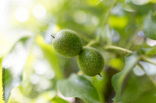 Walnuts on the tree in the garden