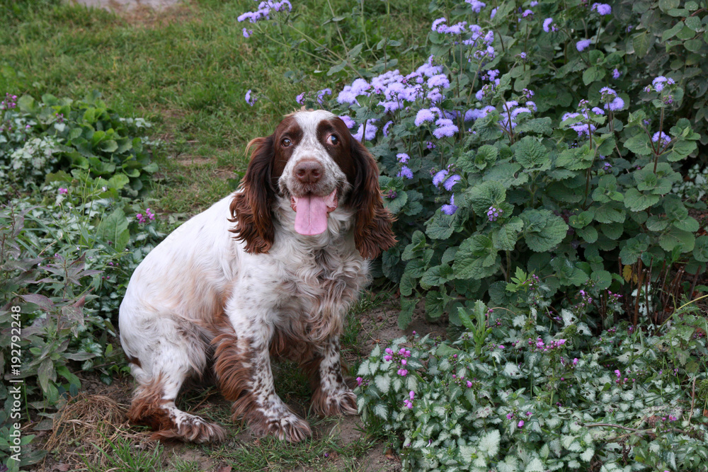 dog in flowers with tongue out