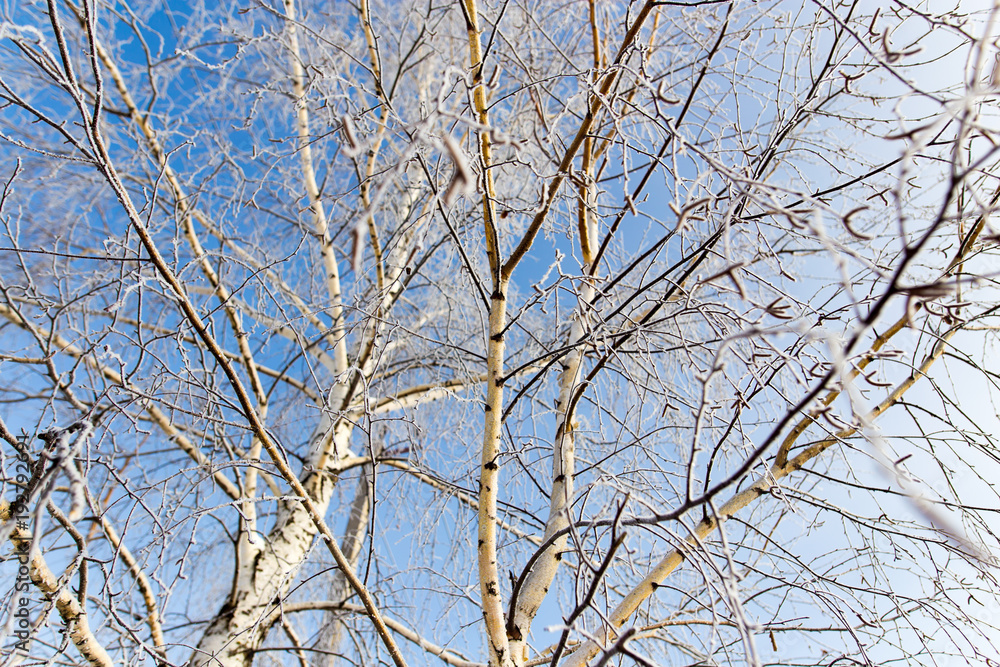 White birch branches in winter against a blue sky White birch branches in winter against a blue sky