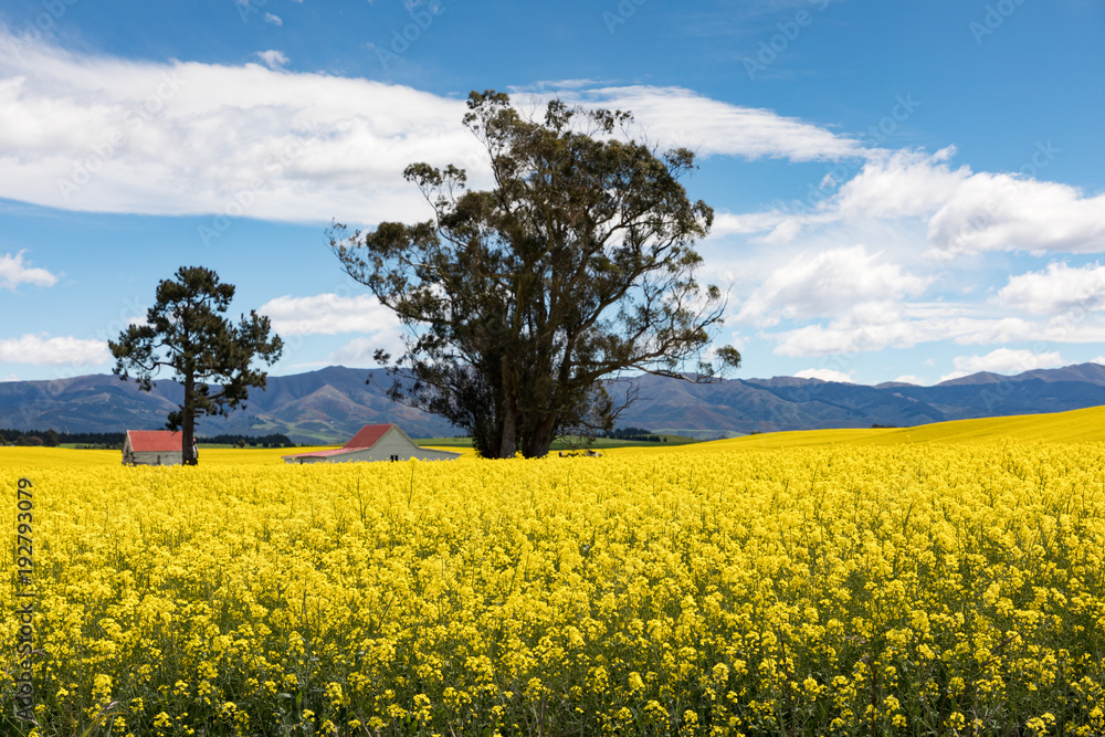Red roofed buildings amidst the bright yellow flowers of a canola field in New Zealand