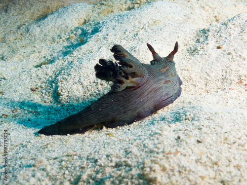 Philippines. Nembrotha milleri (Milleri's nembrotha) on sand bottom, underwater closeup photo