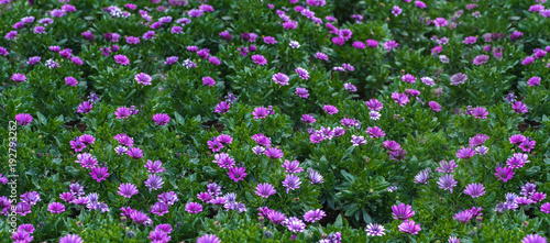 Fototapeta Naklejka Na Ścianę i Meble -  Purple flower in spring meadow - soft and selective focus on purple flowers