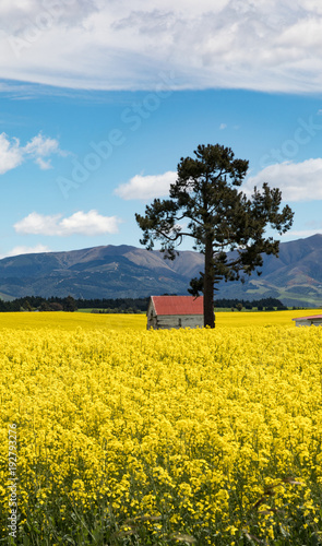 Red roofed buildings amidst the bright yellow flowers of a canola field in New Zealand photo