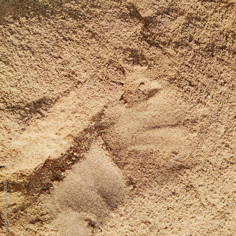 sand texture background sand texture background