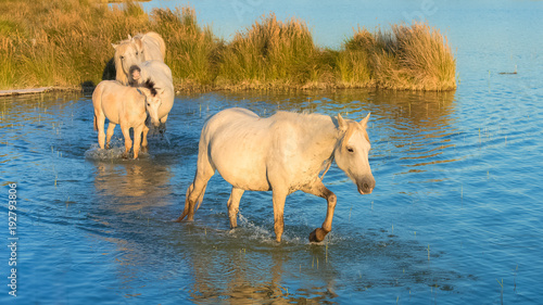 Fototapeta Naklejka Na Ścianę i Meble -  White horses walking in water in the swamps 
