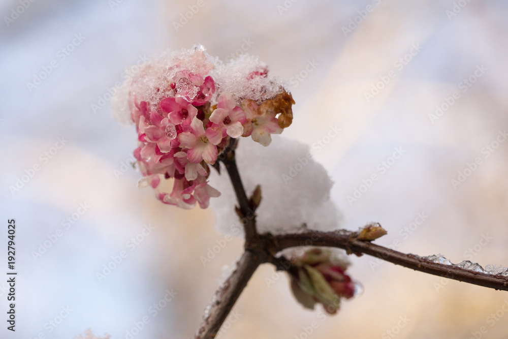 Blossoms of a Viburnum shrub covered by snow Blossoms of a Viburnum shrub covered by snow