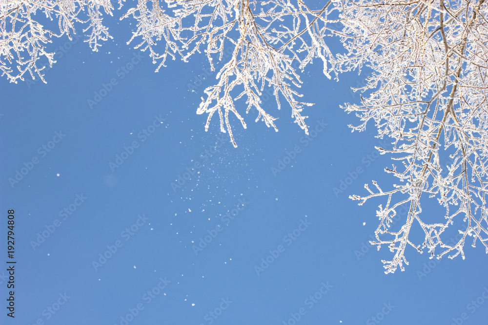 branches of trees covered with snow flakes on the background of clear blue sky