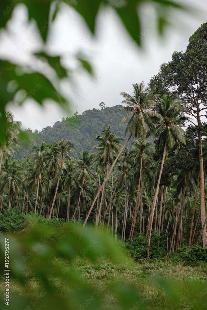 Obraz premium Palms in the jungle