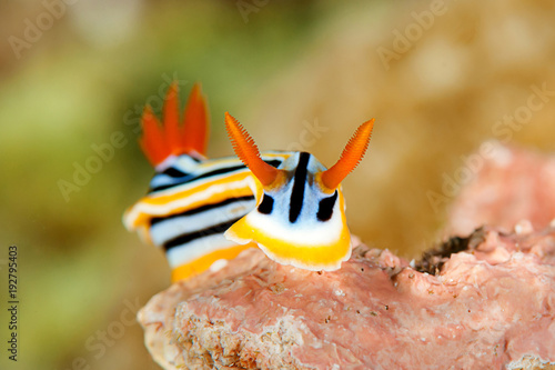 Photos Chromodoris Elisabethina  nudibranch  crawling across the coral reef of Bali, In