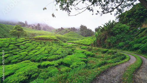Bilde på lerret Tea plantation in early morning.