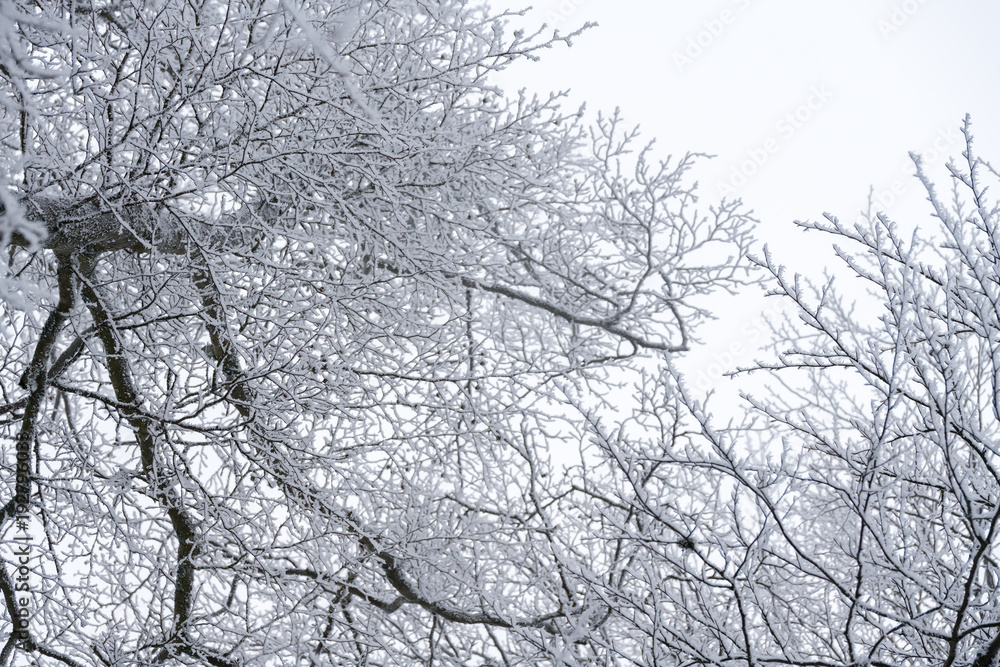 Winterlandschaft mit Bäumen und Ästen überzogen mit Raureif Winterlandschaft mit Bäumen und Ästen überzogen mit Raureif