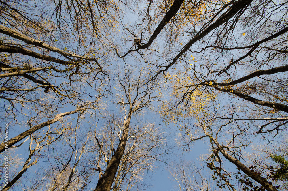 Bottom view of tall old trees in winter forest Blue sky in background. Azerbaijan Bottom view of tall old trees in winter forest Blue sky in background. Azerbaijan