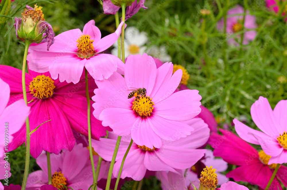 a bee is on a cosmo in the garden a bee is on a cosmo in the garden