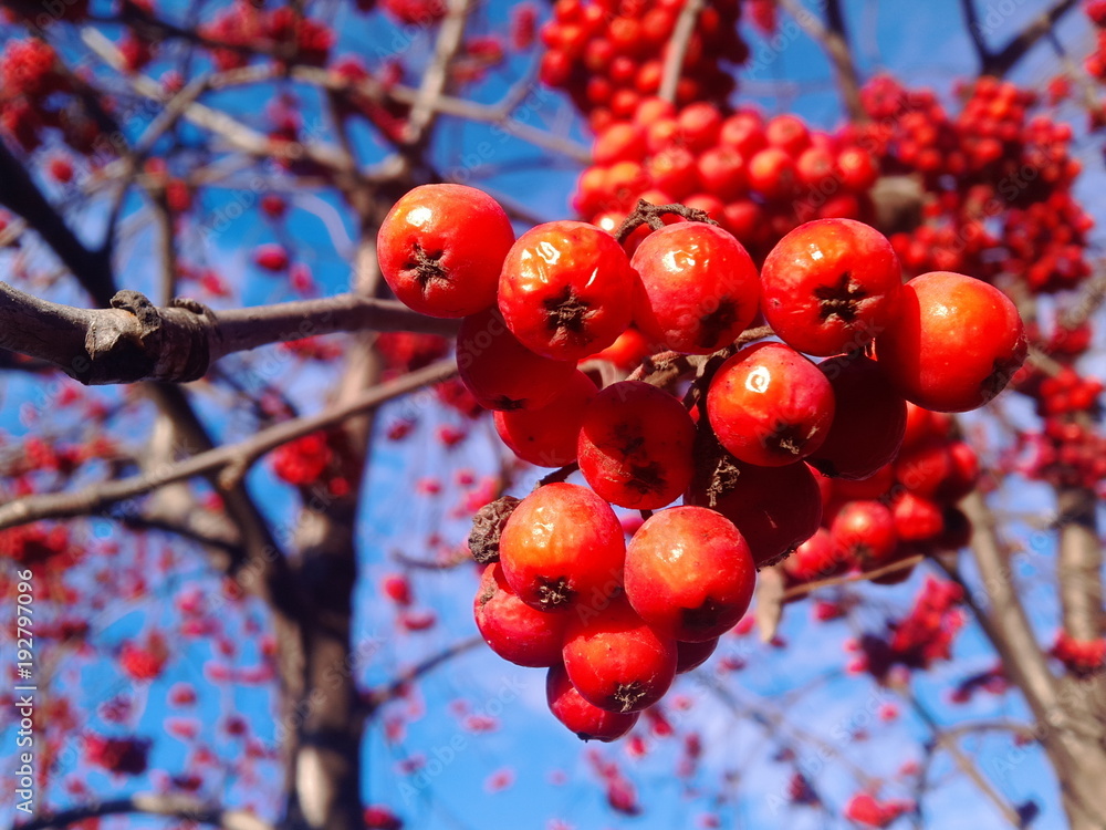 a bunch of red mountain ash on a clear frosty day against a blue sky