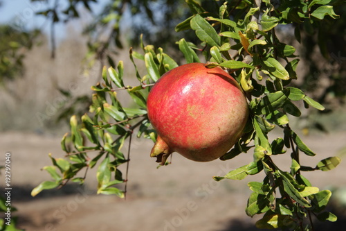 a plantation of ripe pomegranate