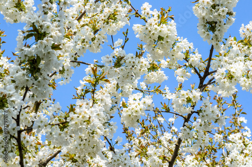 Springtime cherry blossom white