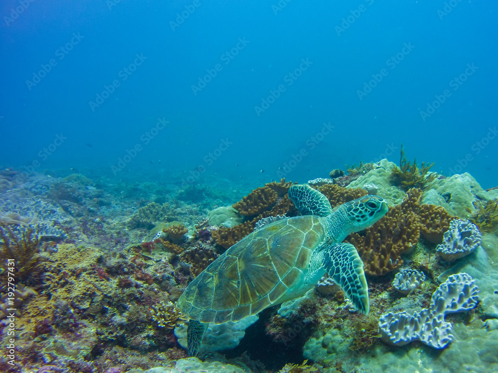 Fototapeta premium DCIM\100MEDIA