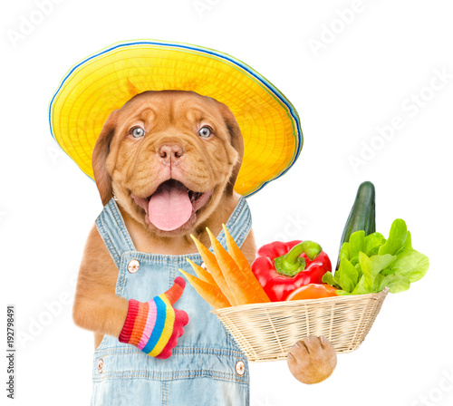 Funny puppy farmer in summer hat with a basket of vegetables showing thumbs up. isolated on white background © Ermolaev Alexandr