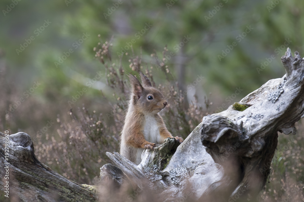 Red squirrel, Sciurus Vulgaris, sitting and walking along pine branch near heather in the forests of cairngorms national, scotland Red squirrel, Sciurus Vulgaris, sitting and walking along pine branch near heather in the forests of cairngorms national, scotland