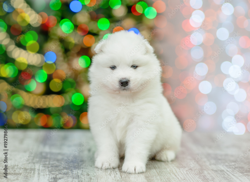 White cute puppy sitting on a background of the Christmas tree and looking at camera