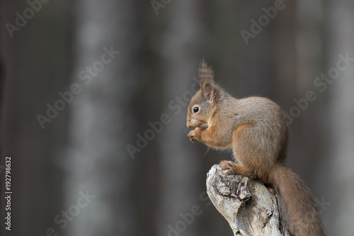 Red squirrel  Sciurus Vulgaris  sitting and walking along pine branch near heather in the forests of cairngorms national  scotland
