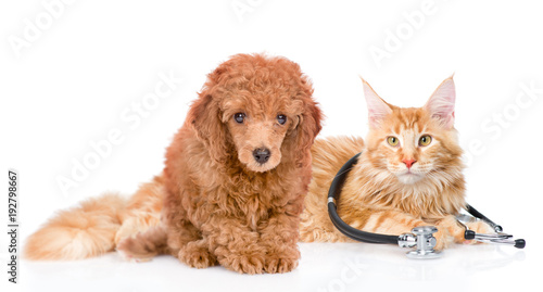 Maine coon cat  with stethoscope on their neck and poodle puppy. isolated on white background © Ermolaev Alexandr