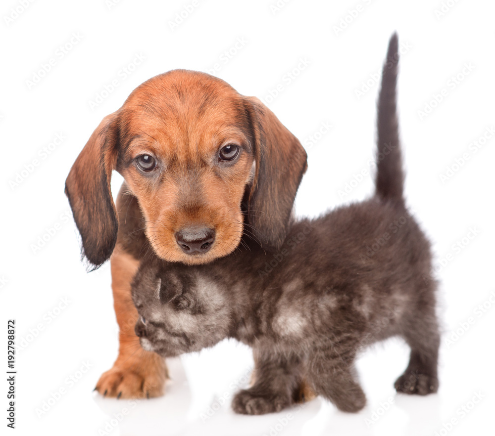 dachshund puppy  with playful kitten.  isolated on white background