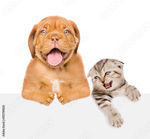 Kitten and puppy above white banner.  isolated on white background. Space for text